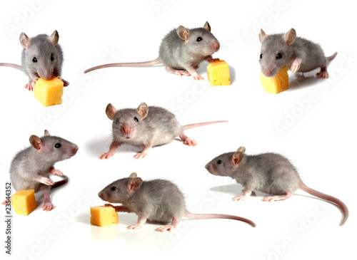 mouse