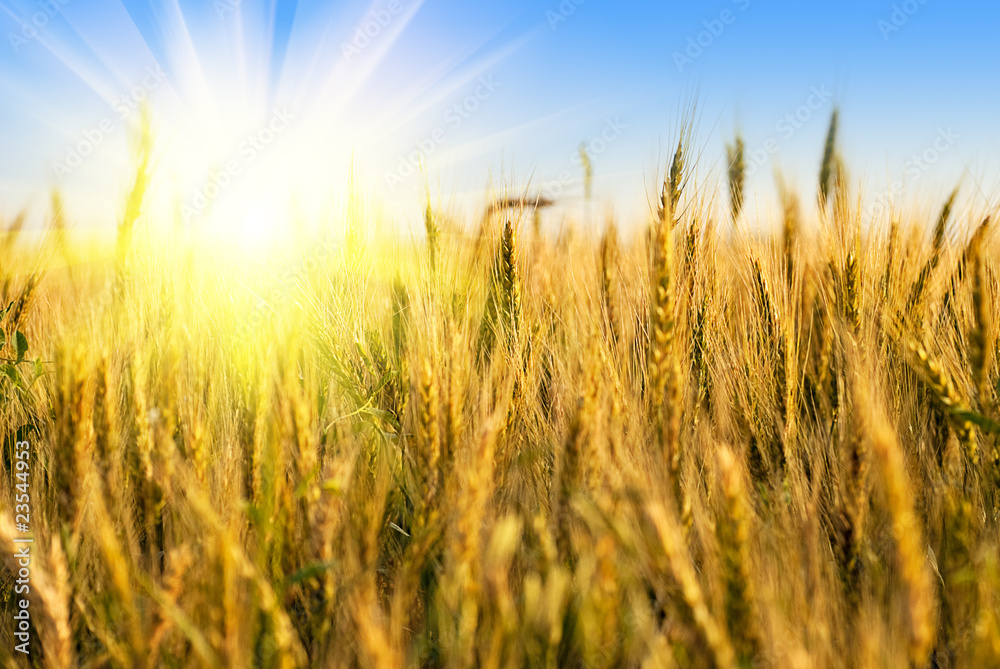 Wheat field with sunlight Wheat field with sunlight