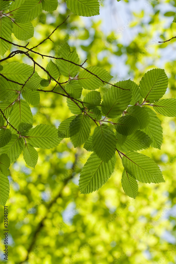 Green leaves, shallow focus - Forest Theme Green leaves, shallow focus - Forest Theme