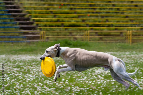 Frisbee catched (by dog)