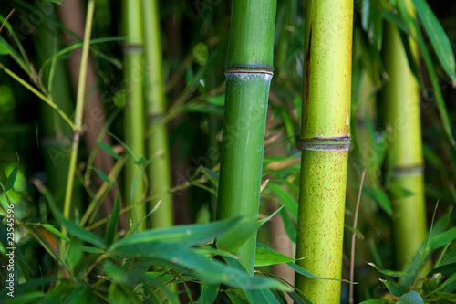 Fototapeta Naklejka Na Ścianę i Meble -  Zen bamboo