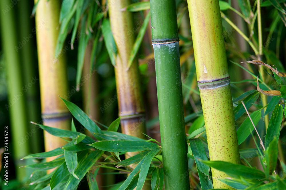 Fototapeta premium Zen bamboo