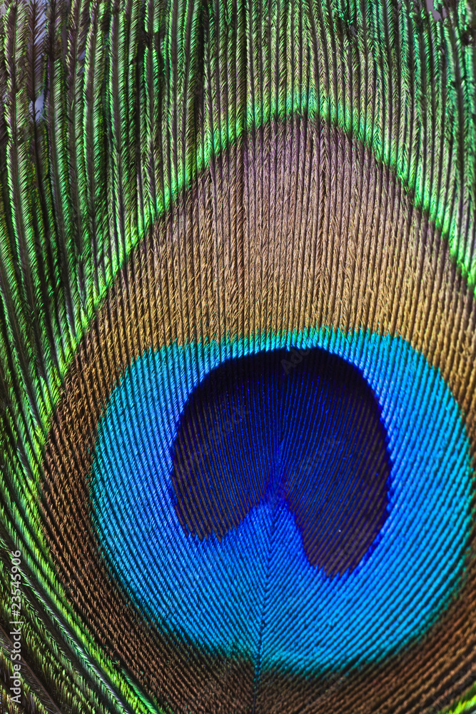 Obraz premium Macro Peacock Feather