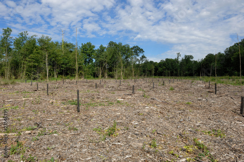Картината върху платно plantation de peupliers