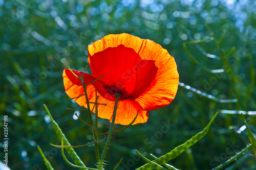 poppy flower in meadow in morning light