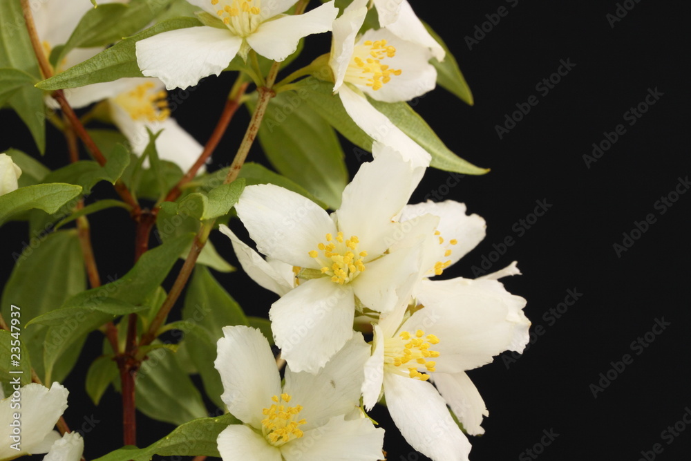 Obraz premium Philadelphus