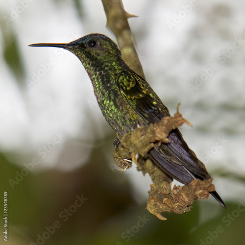 Thalurania glaucopis - Kolibri photo