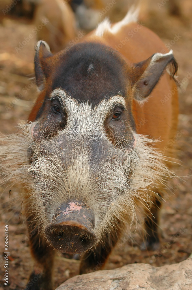 red river hog red river hog