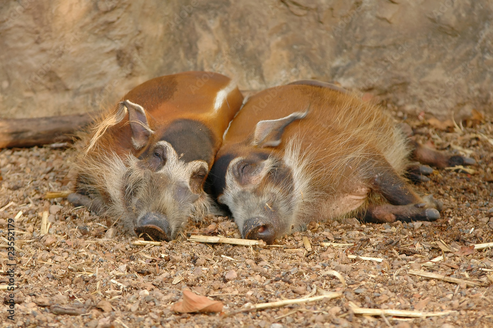 red river hog