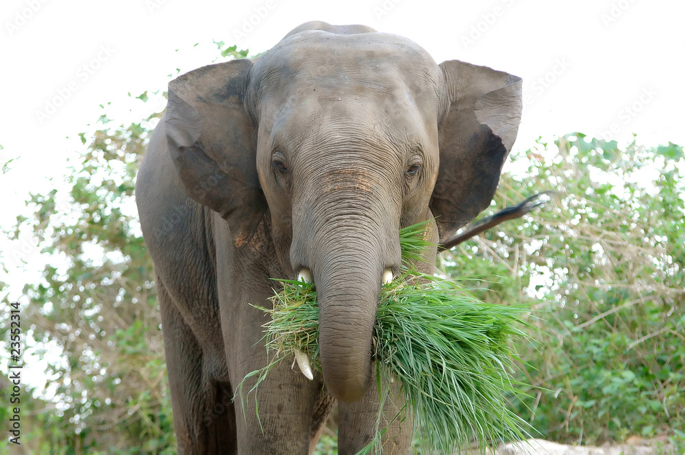 Φωτογραφία asia elephant