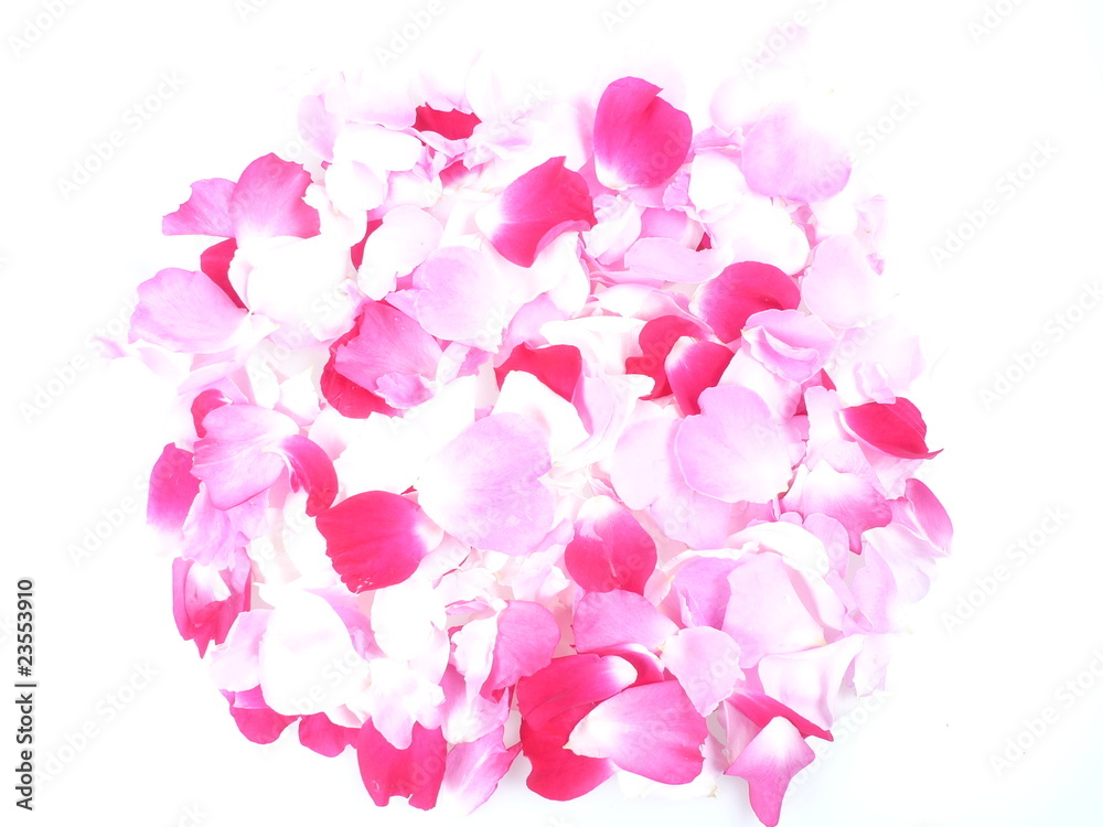 pink and red roses petals isolated pink and red roses petals isolated
