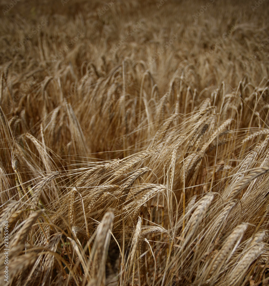 Fototapeta premium wheat field agriculture nature meadow growing food