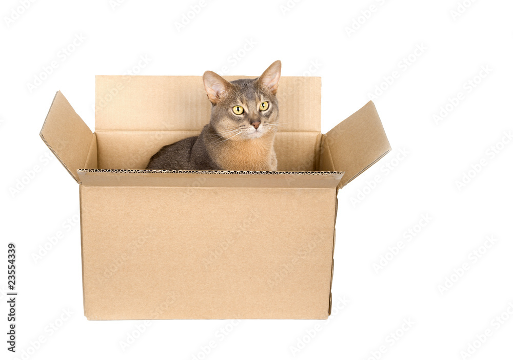Abyssinian cat in paper box isolated on white