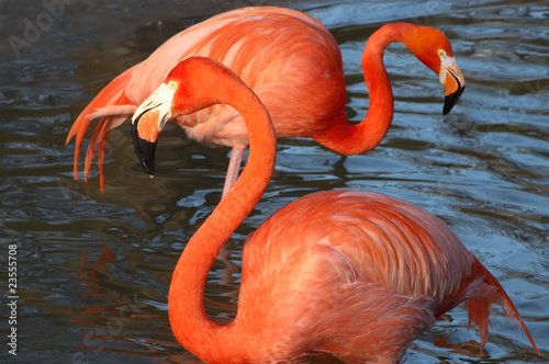 Flamingos