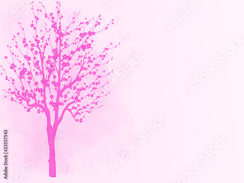 Cherry Blossom Tree © pambie