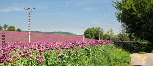 Obraz na plátne poppy seed field