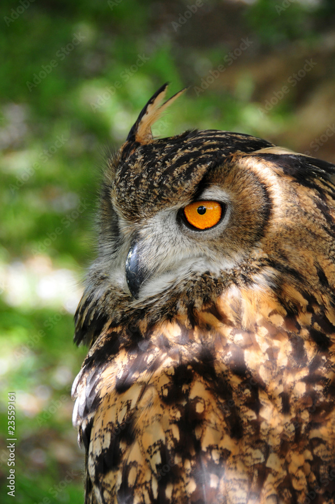 Fototapeta premium European Eagle Owl (bubo bubo)