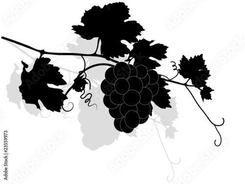 Grapevine twig