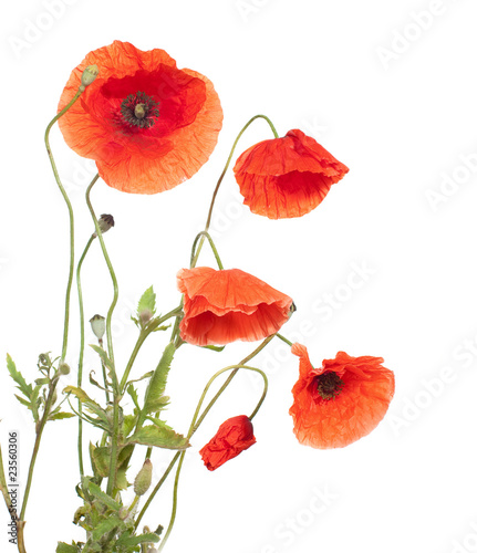 Fototapeta Naklejka Na Ścianę i Meble -  red poppies  isolated  on white