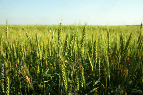 field of green wheat