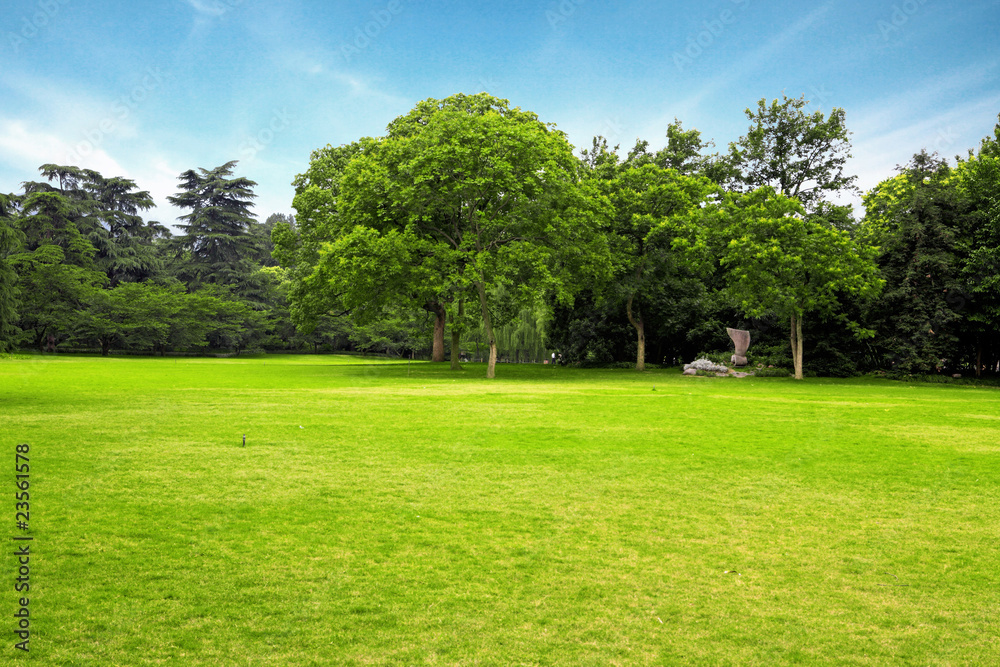 Meadow with green grass and trees under blue sky .
