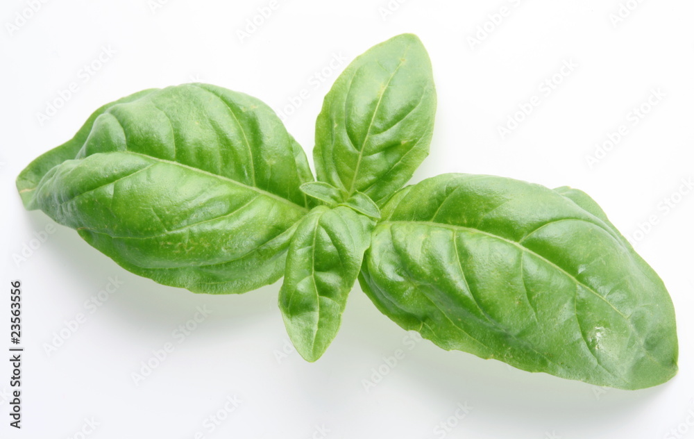 Fototapeta premium Leaves of basil on a white background