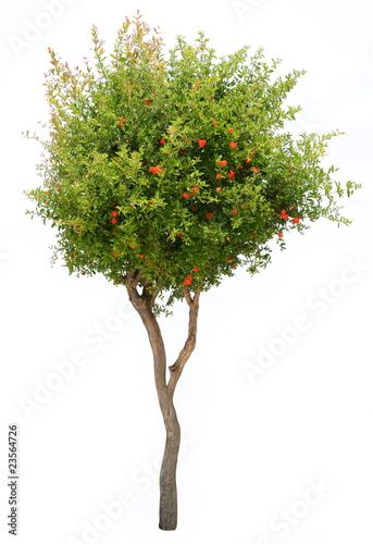 Pomegranate tree isolated on white background