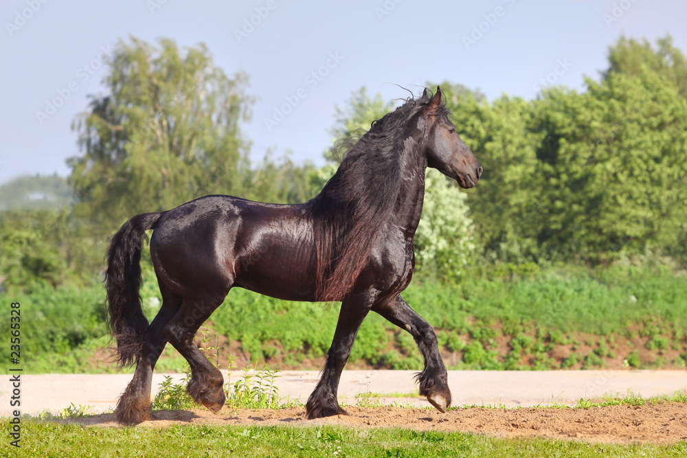 frisian stallion