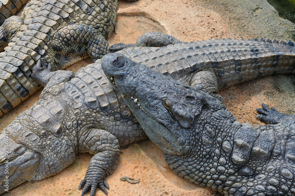 Obraz premium crocodile