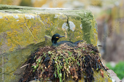 Shag sitting on nest