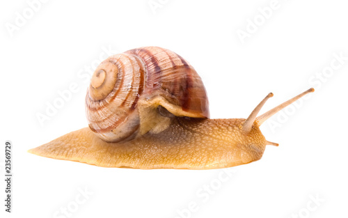 Creeping snail on a white background