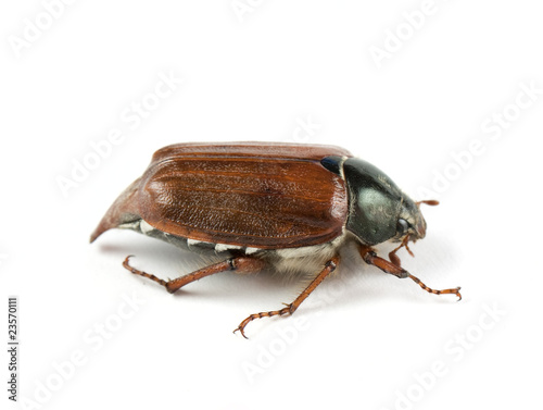 May-bug