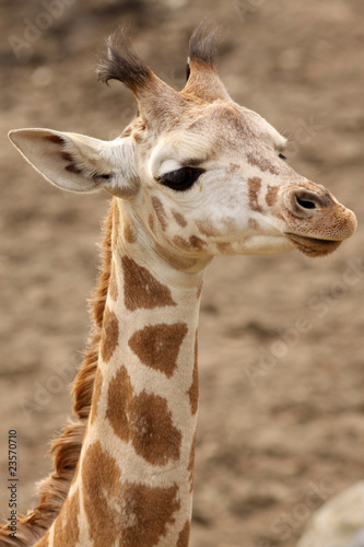 Photography Young giraffe