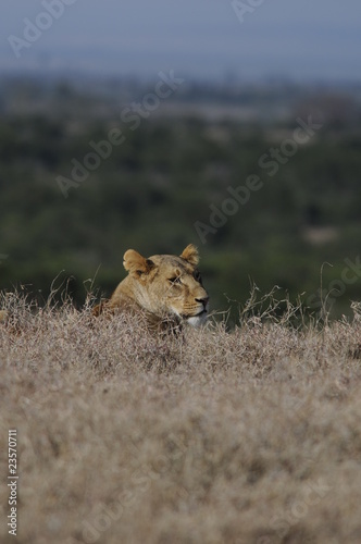 Lioness  Panthera leo  at Samburu National Reserve  Kenya