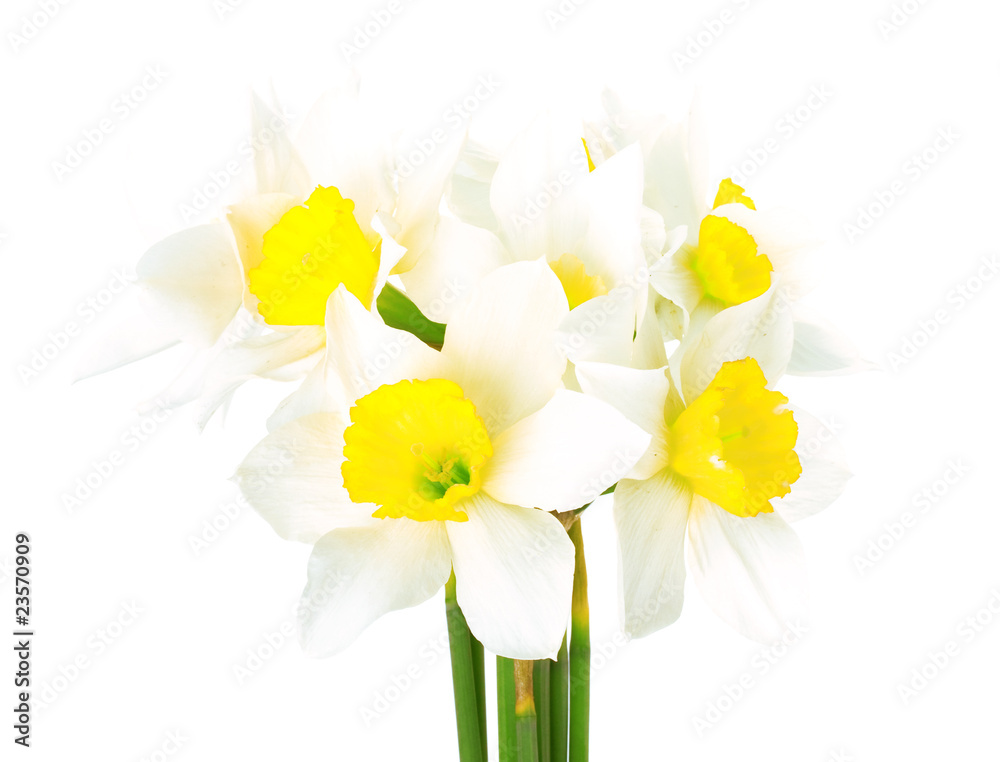 Fototapeta premium White narcissus
