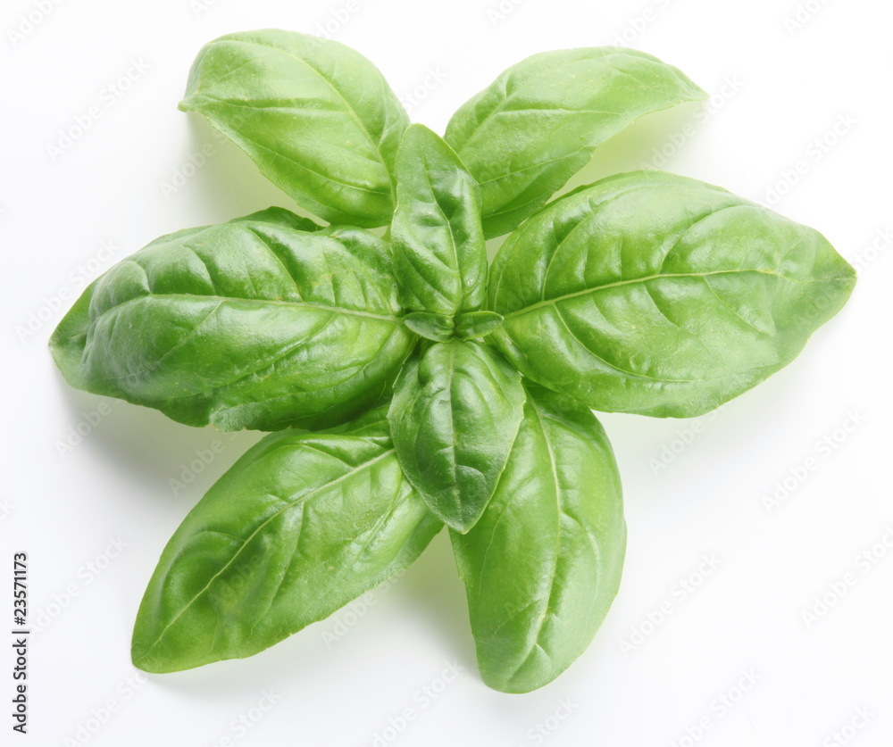 Fototapeta premium Leaves of basil on a white background