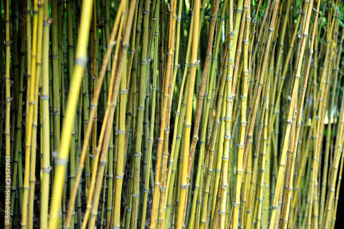 Obraz na płótnie Bamboo jungle - Monte Palace botanical garden, Monte, Madeira