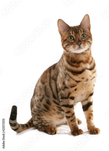 Fototapeta Naklejka Na Ścianę i Meble -  Rosetted Bengal Cat