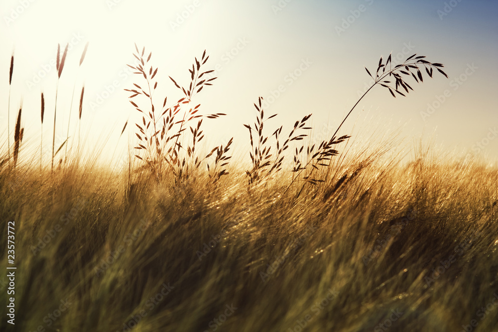 Getreide im Sonnenuntergang - obrazy, fototapety, plakaty 