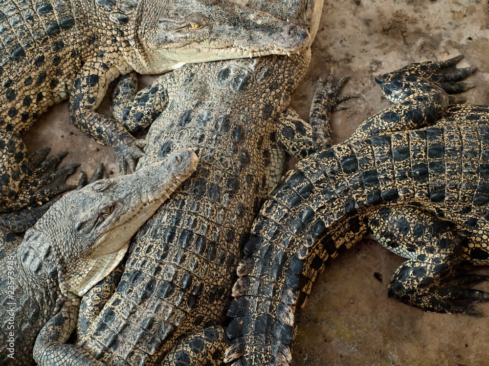 Obraz premium Crocodiles