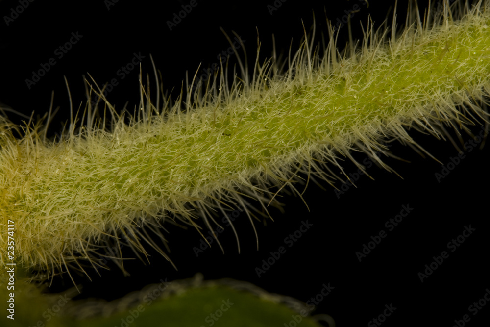 Fototapeta premium Macro Plant Stem