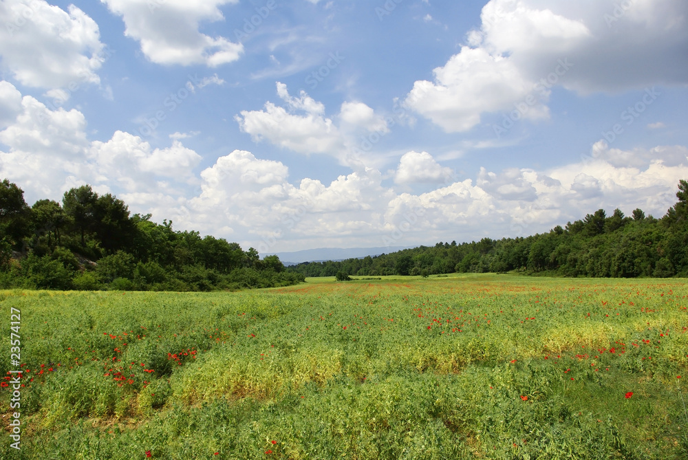 payasage de campagne en provence