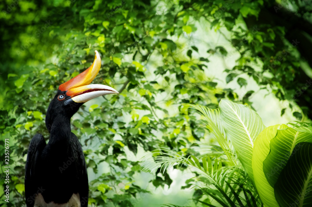 Fototapeta premium Hornbill