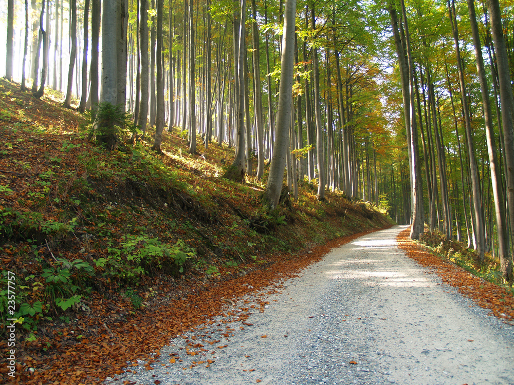 Fototapeta premium Forest and road