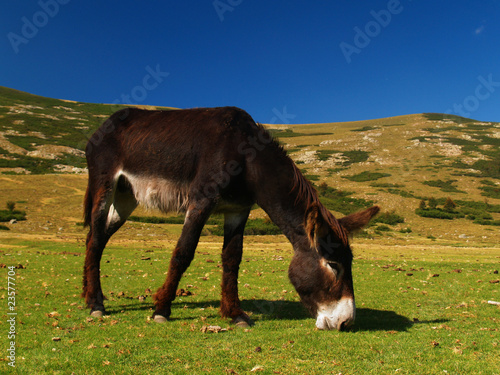 A donkey photo