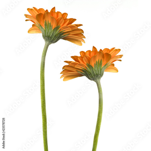 Gerbera