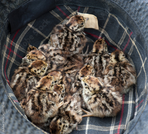 Grey Partridge (Perdix perdix)