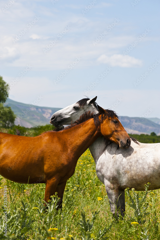 stallion's love