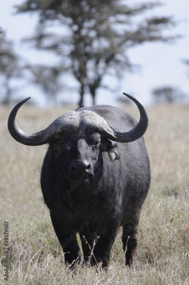 Cape Buffalo (Syncerus caffer) at Masai Mara, Kenya