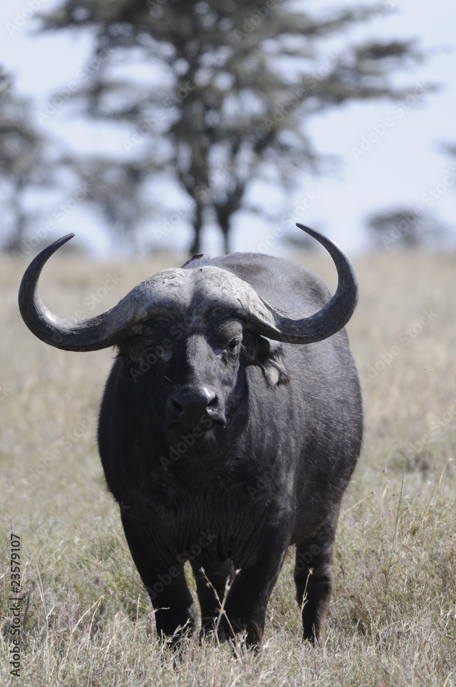 Cape Buffalo (Syncerus caffer) at Masai Mara, Kenya Cape Buffalo (Syncerus caffer) at Masai Mara, Kenya